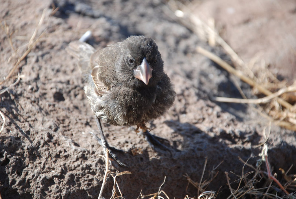Large cactus finch XIV