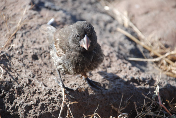 Large cactus finch XIV